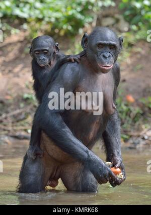 Bonobo in piedi sulle sue gambe in acqua con un cub sul dorso. Il Bonobo ( Pan paniscus). Repubblica democratica del Congo. Africa Foto Stock