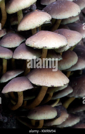 Hypholoma lateritium o cappuccio di mattoni, è considerato immangiabile in Europa e commestibile negli Stati Uniti e in Giappone Foto Stock