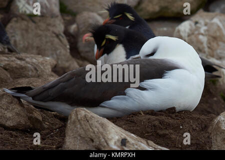 Nero-browed albatross (thalassarche melanophrys) seduto su un nido sulle scogliere di saunders island nelle isole Falkland. Foto Stock