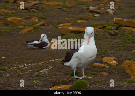 Nero-browed albatross (thalassarche melanophrys) in piedi su un pendio erboso sulle scogliere di saunders island nelle isole Falkland. Foto Stock