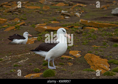 Nero-browed albatross (thalassarche melanophrys) in piedi su un pendio erboso sulle scogliere di saunders island nelle isole Falkland. Foto Stock