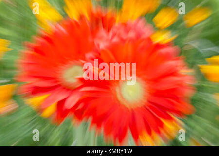 Raffica di zoom di Gerbera Mega rivoluzione rosso brillante Foto Stock