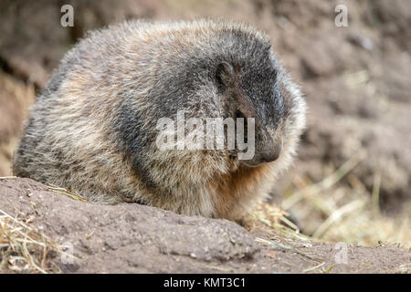 Marmotta si siede sul terreno e guarda a lato Foto Stock