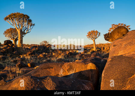 Faretra Dassie alberi Foto Stock