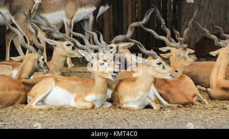 Gruppo di antilopi, indiane antilopi fissare a terra Foto Stock