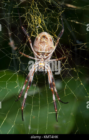 Golden Orb Web spider (Nephila plumipes), estremo Nord Queensland, FNQ, QLD, Australia Foto Stock