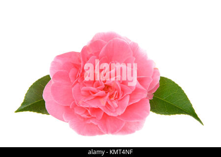 Uno Marie Bracey Camellia bloom isolati su sfondo bianco. Rosa luminoso fiori emergono dal Marie Bracey Camellia. Con grandi 4-5 pollici blumi, Foto Stock