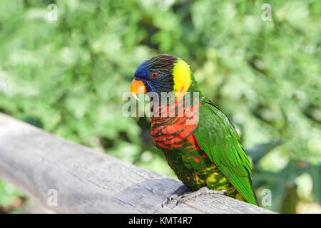 Uno Lorikeet seduto su una staccionata di legno a guardare viewer. Amazzoni e parrocchetti sono da piccole a medie dimensioni pappagalli arboree che mangiare e il nettare di frutta morbida. Foto Stock