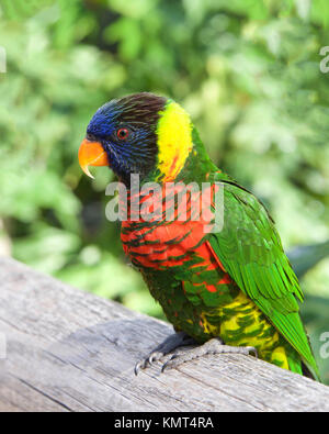 Uno Lorikeet seduto su una staccionata di legno a guardare viewer. Amazzoni e parrocchetti sono da piccole a medie dimensioni pappagalli arboree che mangiare e il nettare di frutta morbida. Foto Stock