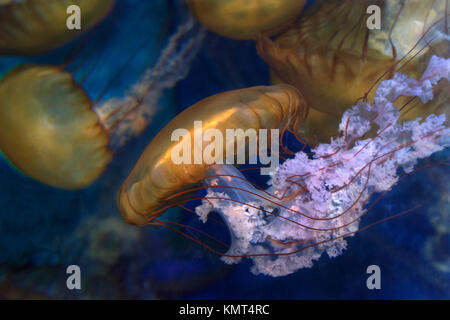 Mare di ortiche, Chrysaora fuscescens, un comune libero scyphozoan flottante che vive in Oriente Oceano Pacifico dal Canada al Messico Foto Stock