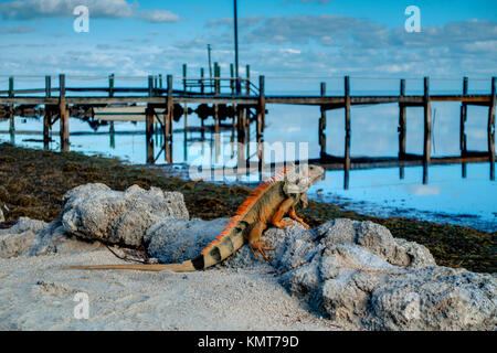 Iguana verde, Florida Keys Foto Stock