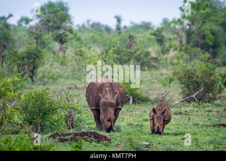 Rinoceronte bianco del Sud nel parco nazionale di Kruger, Sud Africa ; Specie Ceratotherium simum simum della Famiglia Rhinocerotidae Foto Stock