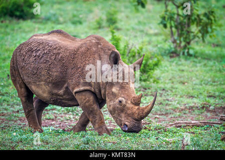 Rinoceronte bianco del Sud nel parco nazionale di Kruger, Sud Africa ; Specie Ceratotherium simum simum della Famiglia Rhinocerotidae Foto Stock