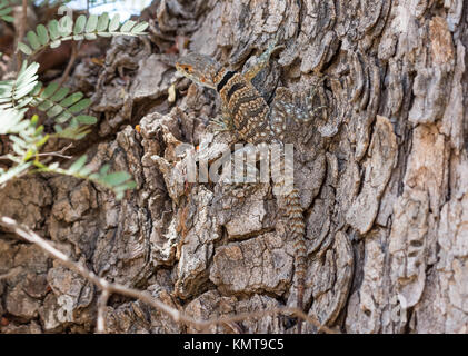 Un collare (Iguana Oplurus cuvieri) su un albero. Tsingy de Bemaraha National Park. Madagascar, Africa. Foto Stock