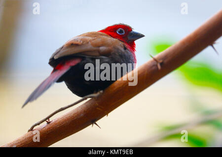 Rosso-throated twinspot bird seduto su un ramo Foto Stock