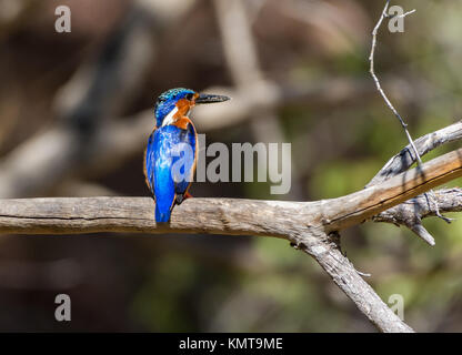 Un malgascio Kingfisher (Corythornis vintsioides) appollaiato su un albero. Kirindy Riserva Forestale. Madagascar, Africa. Foto Stock