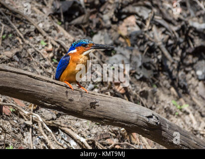 Un malgascio Kingfisher (Corythornis vintsioides) appollaiato su un albero. Kirindy Riserva Forestale. Madagascar, Africa. Foto Stock