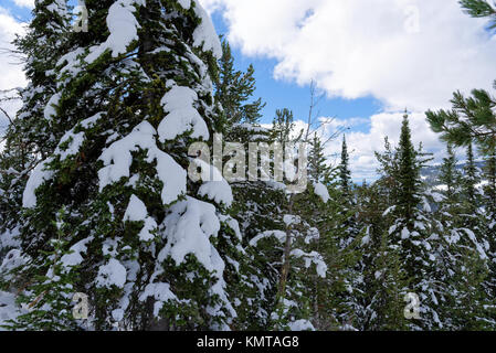 Scena da Mt Washburn trail e il Parco Nazionale di Yellowstone, coperto di neve Foto Stock