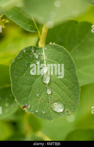 Gocce d'acqua su una foglia verde nel parco Foto Stock