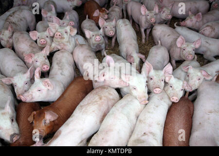 Foto di colore rosa suinetti da sopra a fattoria degli animali Foto Stock