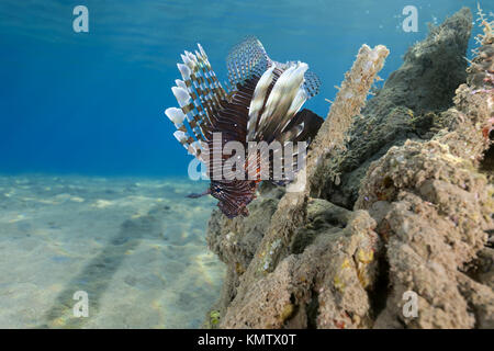 Leone Rosso (pterois volitans) vicino al relitto Foto Stock