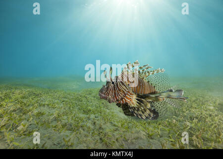 Pesci velenosi i pesci Lionfish rossi (Pterois volitans) nuotano sopra il fondo con l'erba di mare in acqua poco profonda in raggi solari Foto Stock