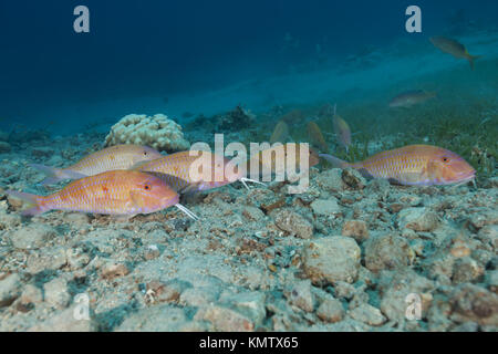 Gruppo di cinabro Goatfish (Parupeneus heptacanthus) Foto Stock