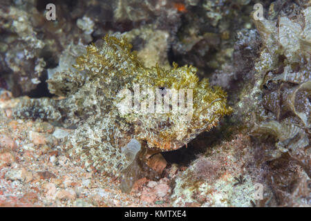 Pesci velenosi barbuto Scorfani (Scorpaenopsis barbata) nasconde nelle alghe in acqua poco profonda Foto Stock