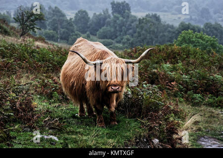 Highland bovini, Conic Hill, Scotland, Regno Unito Foto Stock