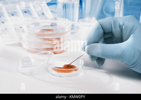 Carni coltivate in condizioni di laboratorio, tonica immagine Foto Stock