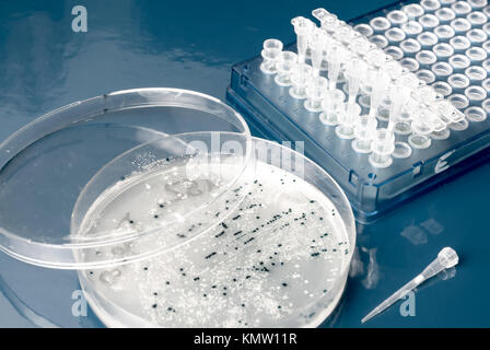 Colonie batteriche per il clonaggio del vettore transgenico in DNA plasmidico Foto Stock