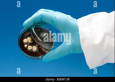 Scienziato in camice bianco e guanti blu contiene piastra petri con colonie batteriche su sfondo blu Foto Stock