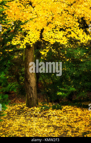 Albero con giallo caduta delle foglie di Seattle del giardino Kubota Foto Stock