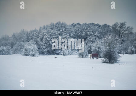 Campagna britannica nella neve con il cavallo al pascolo Foto Stock