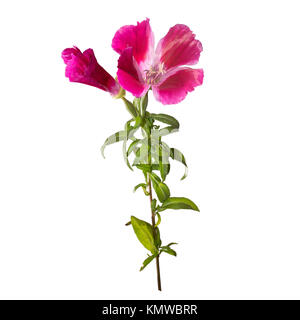 Fiore Godetia isolato. Un ramo di un bel colore rosa e viola e fiori di primavera Foto Stock