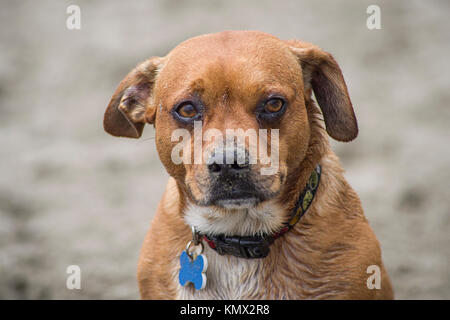 Triste, Sandy cane al Fort Funston Dog Park Beach a San Francisco con uno sfondo sfocato Foto Stock