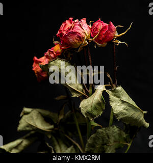 Essiccato rose rosse con foglie verdi in sfondo nero, fotografato in Studio Foto Stock