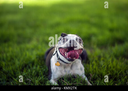 Sorridente bulldog francese sdraiati sull'erba la riproduzione di recuperare in una città Dog Park con uno sfondo sfocato Foto Stock