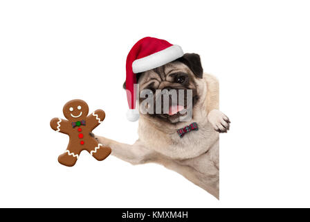 Natale sorridente pug dog tenendo premuto fino gingerbread man e garantisce una vestibilità e un cappello da Babbo Natale, con zampa sul banner bianco, isolato Foto Stock