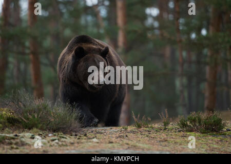 Orso bruno / Braunbaer ( Ursus arctos ) arrivando fino alla cima di una collina in una foresta, passeggiate, impressionante, animale mammifero, Scatto frontale, l'Europa. Foto Stock