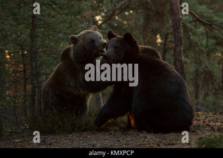 Orso bruno / Porta( Ursus arctos ), due giovani adolescenti, giocando, combattimento, lottando in giocosa lotta all'alba in un boreale foresta di pini, l'Europa. Foto Stock