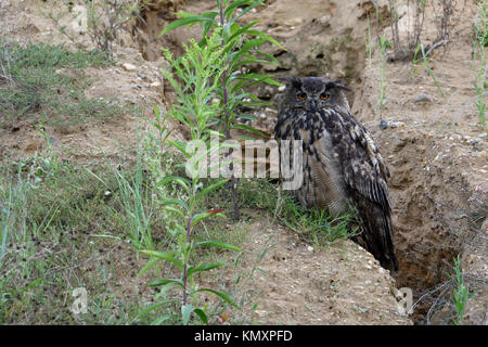 Gufo reale / Europaeischer Uhu ( Bubo bubo ), uccello adulto, seduta in pendenza di una cava di ghiaia, ben mimetizzata, fauna selvatica, l'Europa. Foto Stock