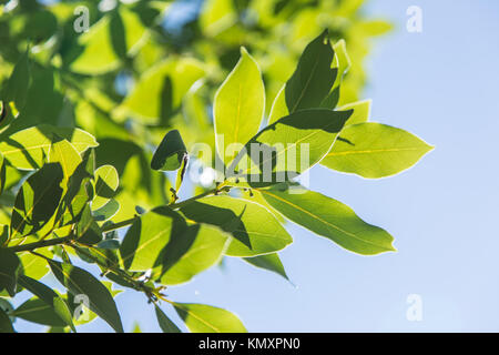 Alloro arbusto o bay tree. Cielo blu sullo sfondo. Foto Stock