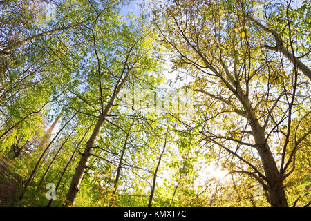 Verde bosco in primavera. La luce del sole. obiettivo fisheye Foto Stock