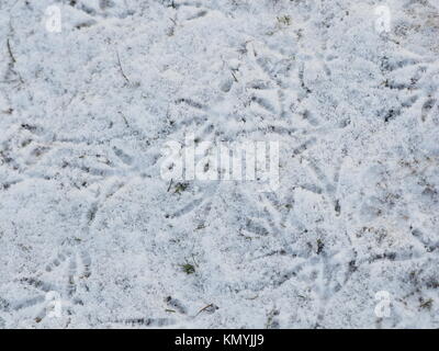 Tracce di uccelli nella neve Foto Stock