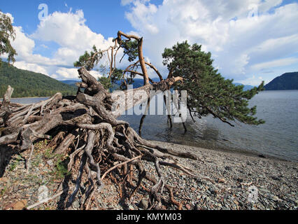 Il pino inclinato sul lago Teletskoe, Altai, Siberia Foto Stock