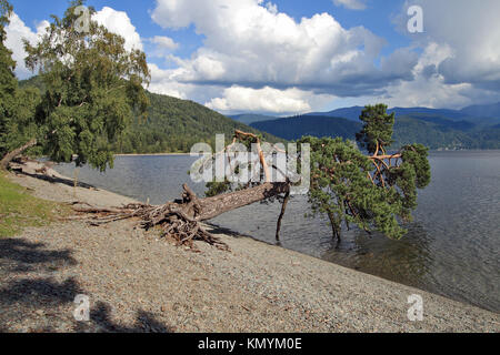 Il pino inclinato sul lago Teletskoe, Altai, Siberia Foto Stock