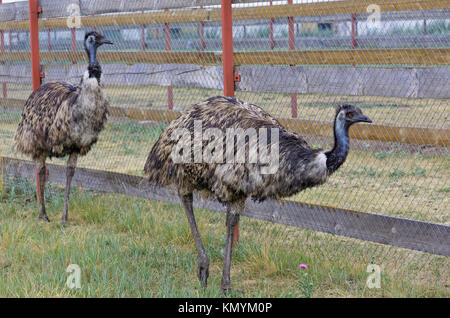 L'Uem Farm nel loro crescente in Siberia, Russia Foto Stock