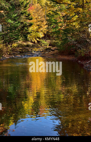 Un paesaggio verticale immagine di un flusso con riflessi colorati dalle foglie girando il colore nelle zone rurali del New Brunswick Canada Foto Stock