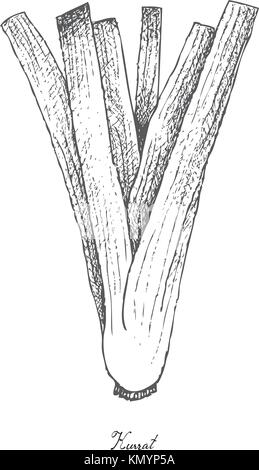 Vegetali e le erbe, illustrazione vettoriale di kurrat freschi, latifoglie porro selvatico o allium ampeloprasum utilizzato per il condimento di cottura. isolato su bianco b Illustrazione Vettoriale